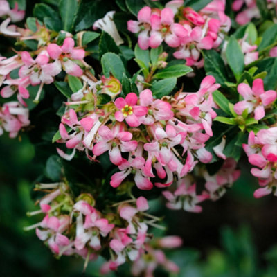 Gardeners Dream Escallonia Show Stopper Garden ShrubPink FlowersCompact SizeAttracts Pollinators (20-30Cm Height Including Pot) from B&Q