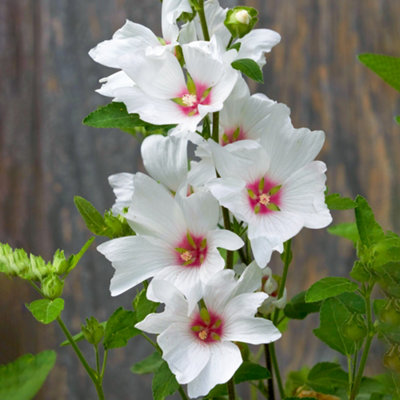 Gardeners Dream Lavatera Silver Barnsley Tree Mallow Semi-Evergreen Outdoor Garden Shrub Plant9Cm Pot (20-30Cm) from B&Q