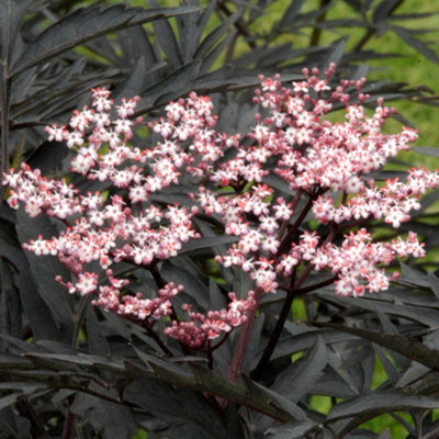Gardeners Dream Sambucus Black Tower Garden PlantStriking Black FoliageCompact Size (10-30Cm Height Including Pot) from B&Q