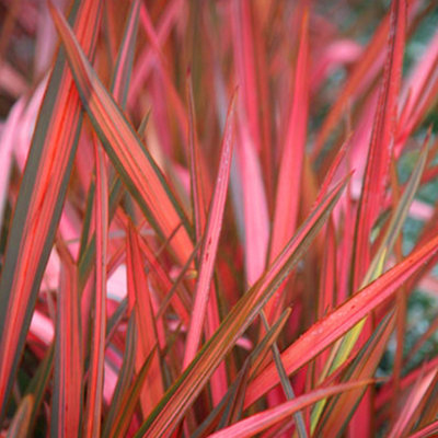 Gardeners Dream Phormium Maori Sunrise Garden PlantVibrant Variegated FoliageCompact SizeHardy (25-35Cm Height Including Pot) from B&Q