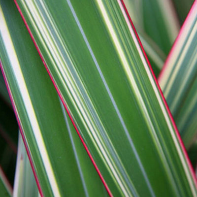 Gardeners Dream Phormium Tricolor Garden PlantStriking Tricolored FoliageCompact SizeHardy (15-30Cm Height Including Pot) from B&Q