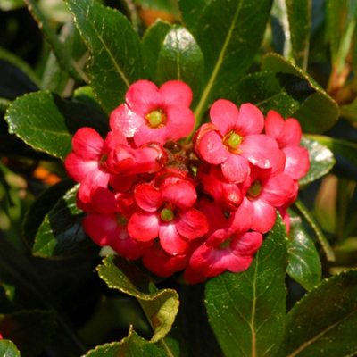 Gardeners Dream Escallonia Crimson Spire Garden ShrubCrimson FlowersCompact SizeAttracts Pollinators (20-30Cm Height Including Pot) from B&Q