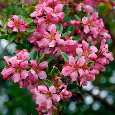 Gardeners Dream Escallonia Donard Seedling Garden ShrubPink FlowersCompact SizeAttracts Pollinators (20-30Cm Height Including Pot) from B&Q