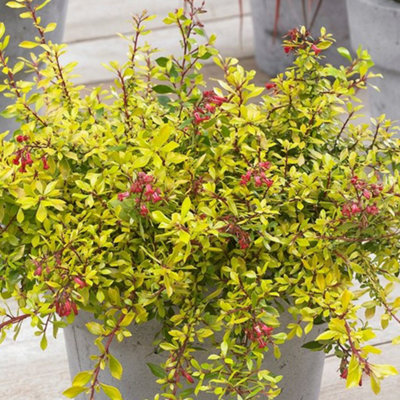 Gardeners Dream Escallonia Golden Carpet Garden ShrubYellow-Green FoliageCompact SizeAttracts Pollinators (20-30Cm Height Including Pot) from B&Q