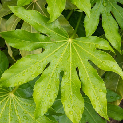Gardeners Dream Fatsia Japonica Japanese Aralia Spreading Glossy Evergreen Potted Garden Shrub9Cm Pot (20-30Cm) from B&Q