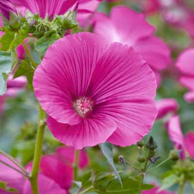 Gardeners Dream Lavatera Ruby Star Tree Mallow Hardy Semi-Evergreen Outdoor Garden Plant In Pot9Cm Pot (20-30Cm) from B&Q