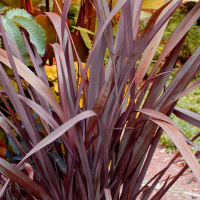 Gardeners Dream Phormium Red Sensation Garden PlantDeep Red FoliageCompact Size (20-30Cm Height Including Pot) from B&Q