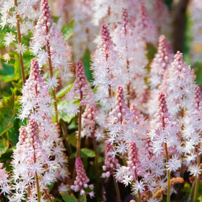 Gardeners Dream Tiarella Pink Skyrocket (9Cm) from B&Q