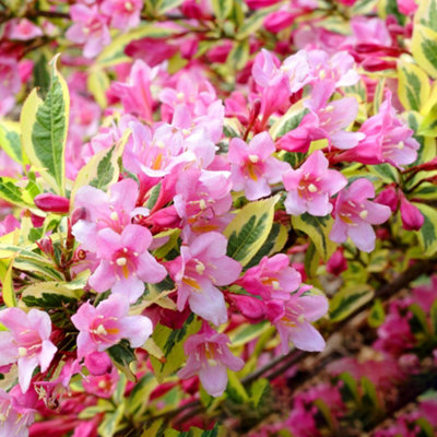 B&Q -  Weigela Magical Rainbow Garden PlantVariegated FoliageBright Pink BloomsCompact Size (20-30Cm Height Including Pot)