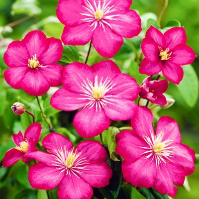 B&Q -  Clematis Ville De LyonDeep Pink BloomsClimbing VineMorning Sun (20-30Cm Height Including Pot)
