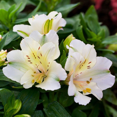 Gardeners Dream Alstroemeria ClaireVibrant White Flowering Peruvian Lily (15-30Cm Height Including Pot) from B&Q