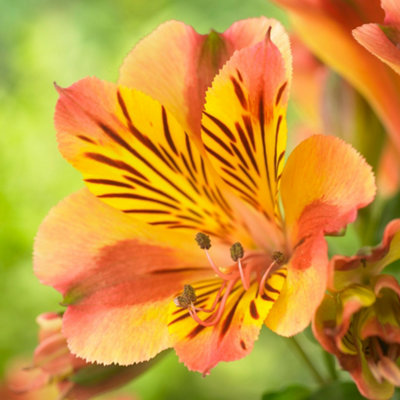 Gardeners Dream Alstroemeria DianaGraceful Orange Flowering Peruvian Lily (15-30Cm Height Including Pot) from B&Q