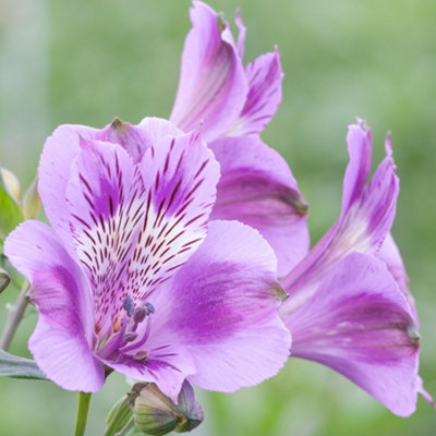 Gardeners Dream Alstroemeria MulanCharming Purple Flowering Peruvian Lily (15-30Cm Height Including Pot) from B&Q