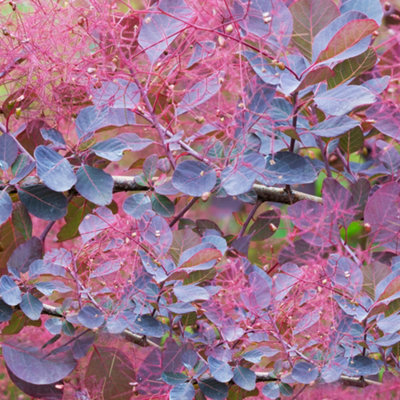 Gardeners Dream Cotinus Dusky Maiden Garden ShrubPurple FoliageCompact SizeAttracts Pollinators (20-30Cm Height Including Pot) from B&Q