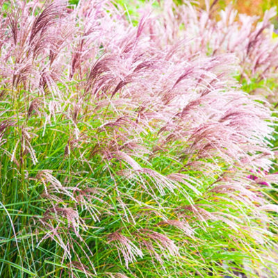 Gardeners Dream Miscanthus Ferner OstenOrnamental Grass With Pink Flowers (20-30Cm Height Including Pot) from B&Q