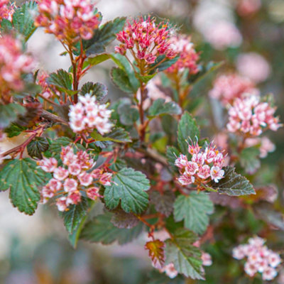  - Gardeners Dream Physocarpus Little Devil (9Cm)