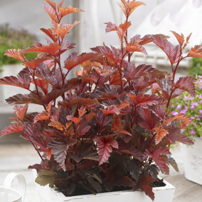  - Gardeners Dream Physocarpus Little Angel (9Cm)