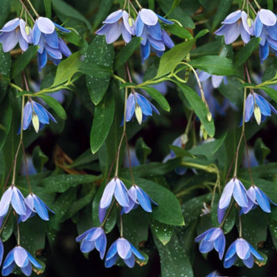  - Gardeners Dream Sollya Heterophylla (9Cm)