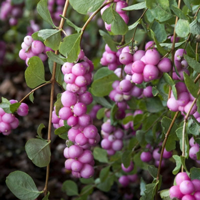 B&Q -  Symphoricarpos Magical Candy Garden PlantStunning Pink BerriesCompact Size (20-30Cm Height Including Pot)