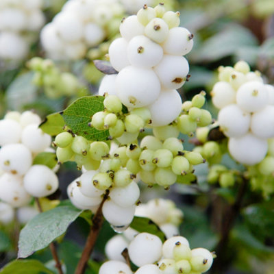 - Gardeners Dream Symphoricarpos Magical Galaxy (9Cm)