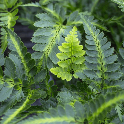 Gardeners Dream Arachnoides VariegataVariegated FoliageCompact Height (20-30Cm Height Including Pot) from B&Q
