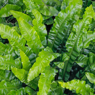 Gardeners Dream Asplenium ScolopendriumHart's Tongue Fern (20-30Cm Height Including Pot) from B&Q