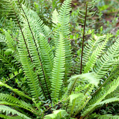 Gardeners Dream Blechnum SpicantDeer-Resistant FernEvergreen FoliageShade LoverCompact Size (20-30Cm Height Including Pot) from B&Q