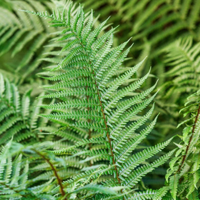 Gardeners Dream Dryopteris AffinisHardy FernLacy FrondsPart ShadeCompact Size (20-30Cm Height Including Pot) from B&Q