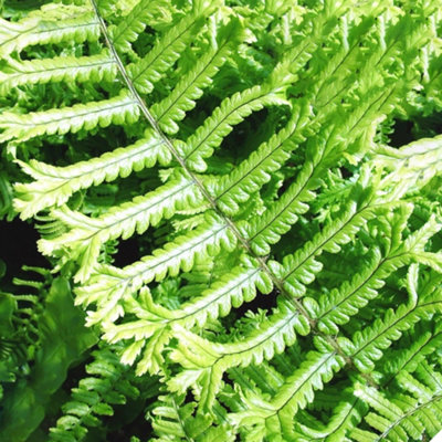 Gardeners Dream Dryopteris Cristata The KingFernUnique Crested FrondsPart ShadeCompact Size (20-30Cm Height Including Pot) from B&Q