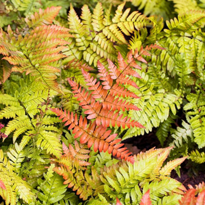 Gardeners Dream Dryopteris ErythrosoraHardy FernCopper Shield FrondsPart ShadeCompact Size (20-30Cm Height Including Pot) from B&Q