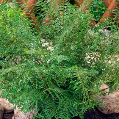 Gardeners Dream Dryopteris Linearis PolydactylaMany-Fingered FernDelicate FrondsPart ShadeCompact Size (20-30Cm Height Including Pot) from B&Q