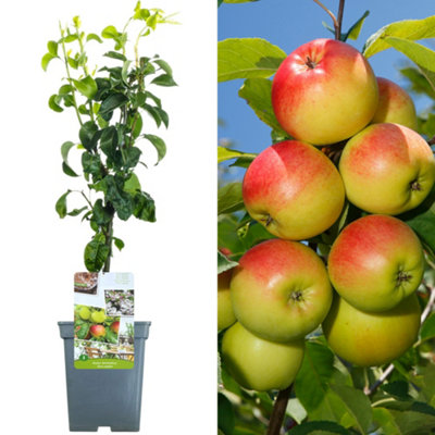 B&Q -  Duo Apple Patio TreeCompact Fruit Garden Trees (5L2-3Ft)