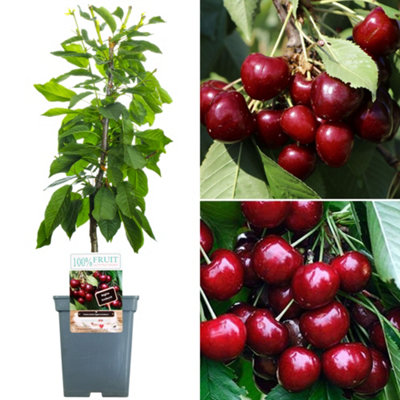 B&Q -  Duo Cherry Patio TreeCompact Dual-Variety Cherry Producer (5L2-3Ft)