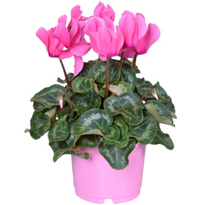 B&Q -  Cyclamen 'pink'Delicate Beauty For Indoor SpacesBright BloomsCompact Size (12Cm)