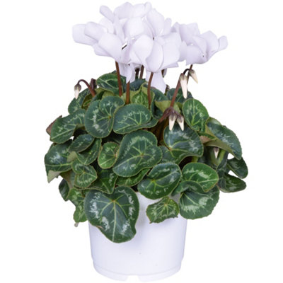 B&Q -  Cyclamen 'white'Elegant White Blooms For A Touch Of SophisticationIdeal For Brightening Indoor Spaces (12Cm)