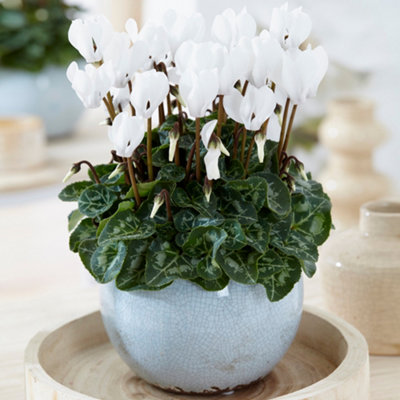 B&Q -  Cyclamen 'white'Elegant White Blooms For A Touch Of SophisticationIdeal For Brightening Indoor Spaces (12Cm)