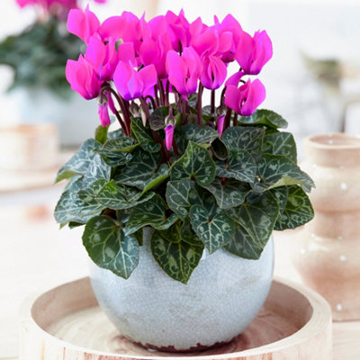 B&Q -  Cyclamen 'purple'Richly Colored Blooms For Winter CheerCompact And Perfect For Indoors (12Cm)