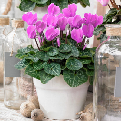 B&Q -  Cyclamen 'pink'Delicate Beauty For Indoor SpacesBright BloomsCompact Size (12Cm)