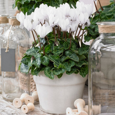 B&Q -  Cyclamen 'white'Elegant White Blooms For A Touch Of SophisticationIdeal For Brightening Indoor Spaces (12Cm)