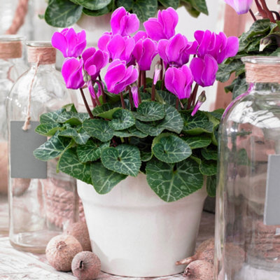 B&Q -  Cyclamen 'purple'Richly Colored Blooms For Winter CheerCompact And Perfect For Indoors (12Cm)