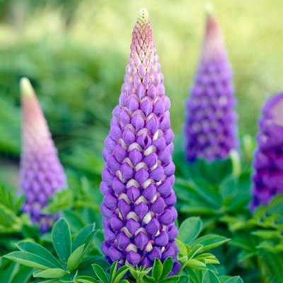 Gardeners Dream Lupin Persian SlipperExquisite Purple Blooms Add A Touch Of Elegance To Your Garden (20-30Cm Height Including Pot) from B&Q