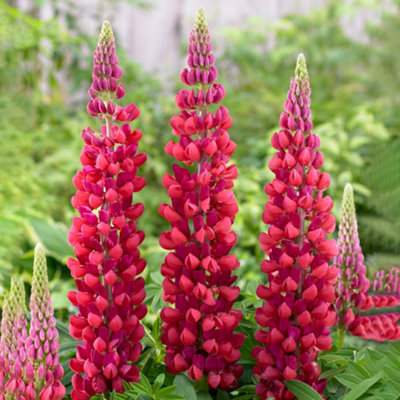 Gardeners Dream Lupin Red Perennial PlantAdd A Splash Of Vibrant Color To Your Garden With Bold Red Blooms (20-30Cm Height Including Pot) from B&Q