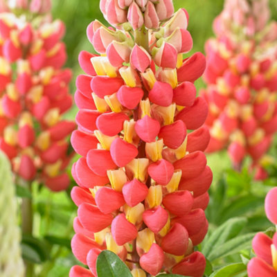 Gardeners Dream Lupin Tequila FlameVibrant Red And Yellow Blooms For A Captivating Garden Display (15-30Cm Height Including Pot) from B&Q