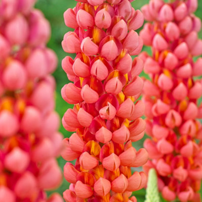 Gardeners Dream Lupin TerracottaWarm Up Your Garden With Striking Terracotta-Red Blooms (20-30Cm Height Including Pot) from B&Q
