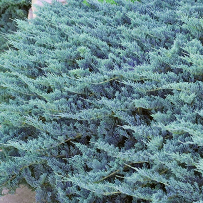 Gardeners Dream Juniperus Blue ChipBlue-Green FoliageUpright Columnar Evergreen Conifer Shrub (15-30Cm Height Including Pot) from B&Q