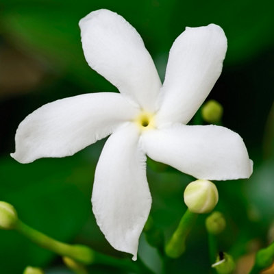 B&Q -  Gardenia Pinwheel Garden PlantFragrant White Double FlowersCompact Size (15-25Cm Height Including Pot)