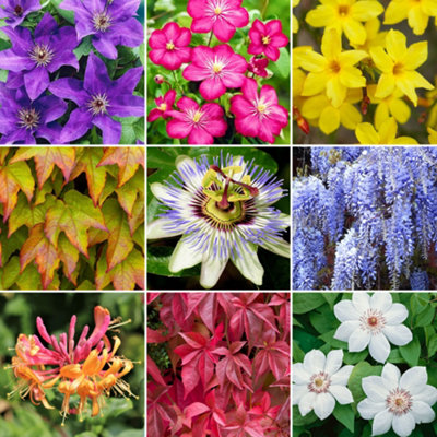  - Gardeners Dream Climber Mix (9CmPack Of 10)