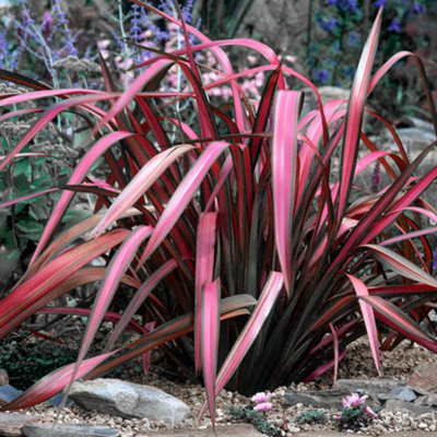 Gardeners Dream Phormium 'pink Panther' New Zealand Flax Evergreen Garden Shrub Plant In Pot9Cm Pot (20-30Cm) from B&Q