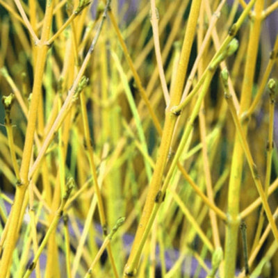 Gardeners Dream Cornus Flaviramea Garden ShrubYellow-Green StemsCompact SizeAttracts Pollinators (20-30Cm Height Including Pot) from B&Q