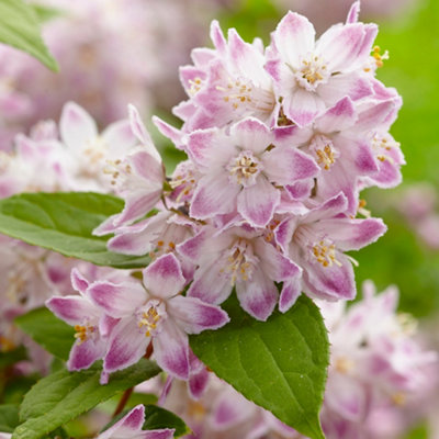 Gardeners Dream Deutzia Raspberry Sundae Garden ShrubPink FlowersCompact SizeAttracts Pollinators (20-30Cm Height Including Pot) from B&Q